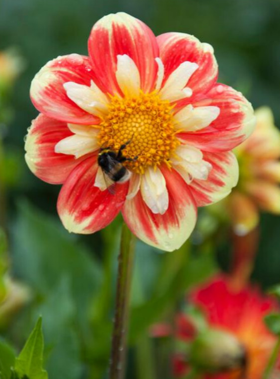 Dahlia Collarette ‘Pooh Swan Island’ Clump Tubers, Size #1, Orange, Red & Yellow