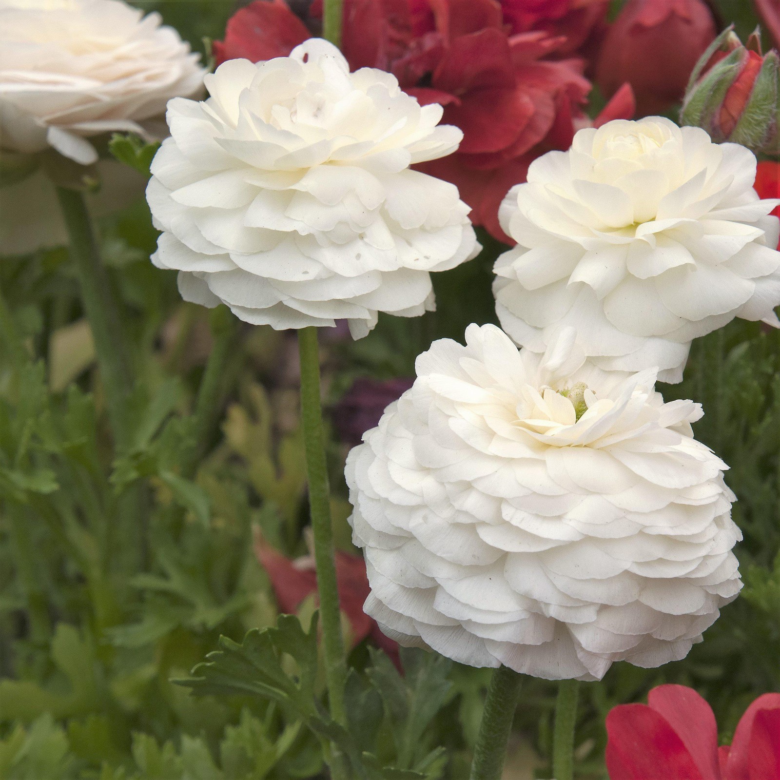 Easy to Grow Ranunculus Buttercup White 10 Plant Bulbs, Spring Flowers