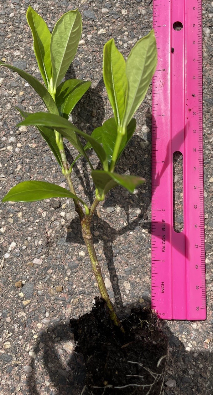 2 Rooted 2”-3” Gardenia