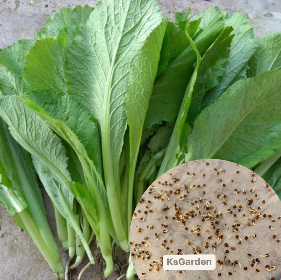 300+ PCS GREEN MUSTARD SEEDS, HẠT CẢI BẸ XANH | HIGH GERMINATION |