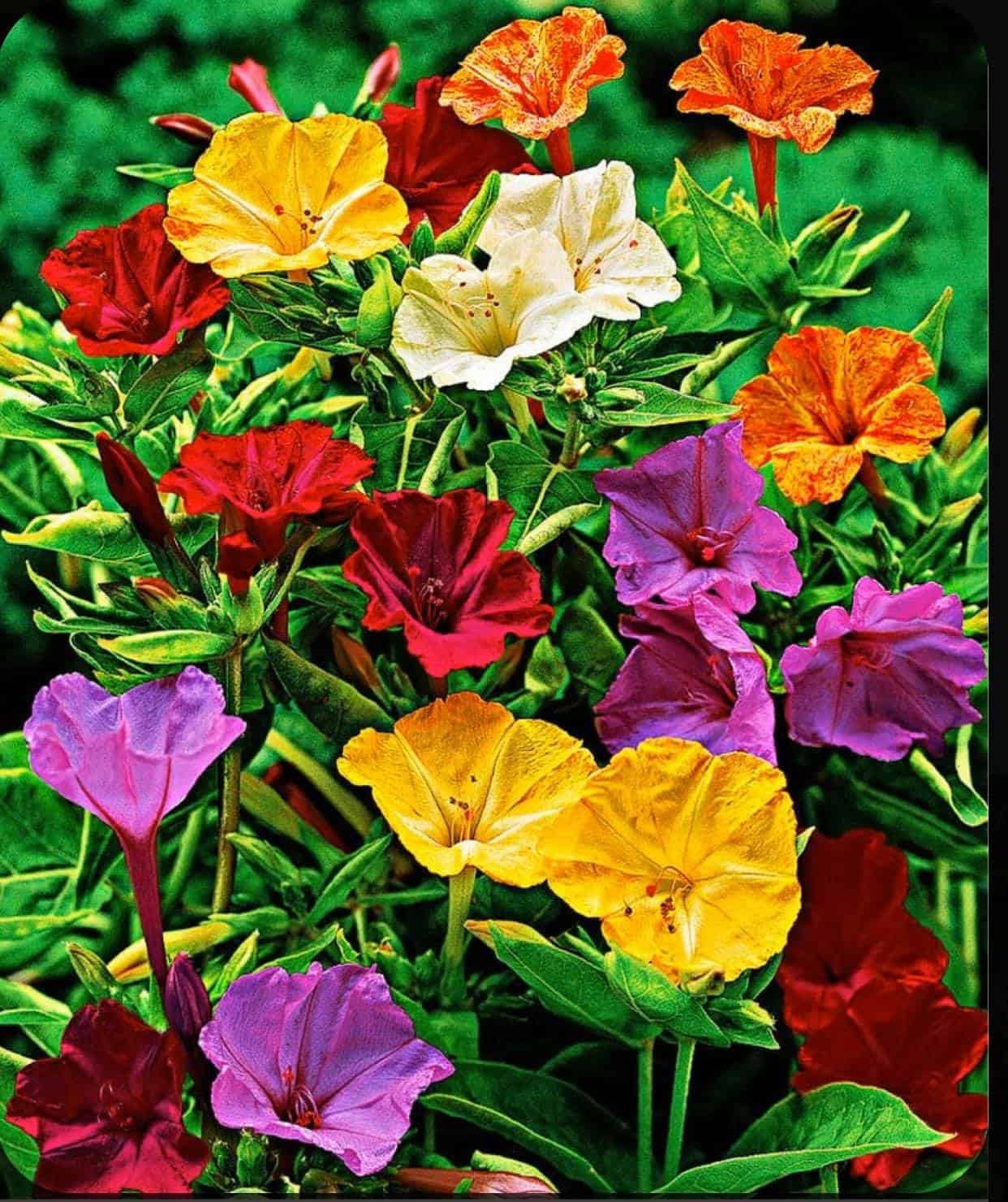 Four O’clock Seeds / Flower / Multicolor