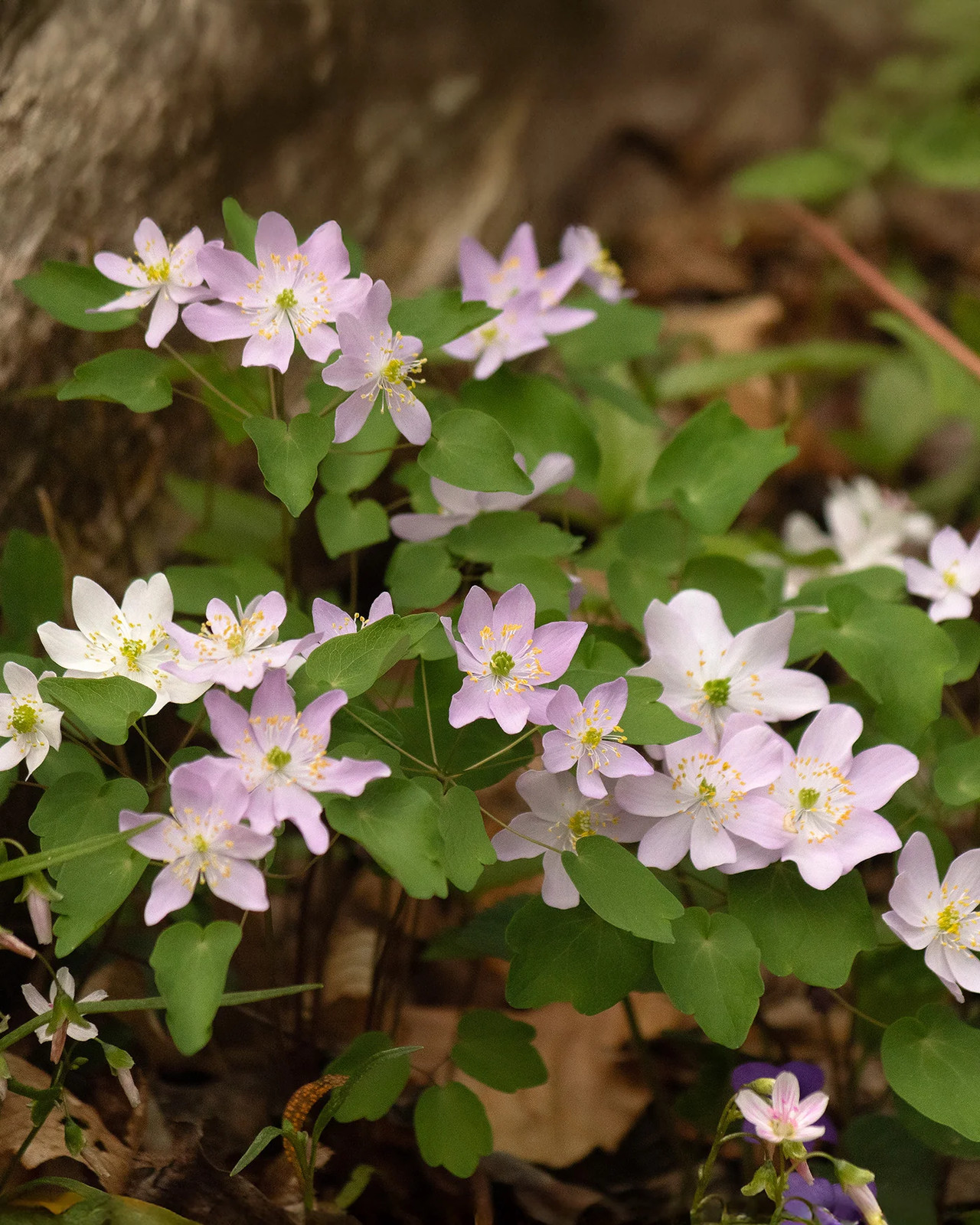 Rue Anemone – 5 Corms