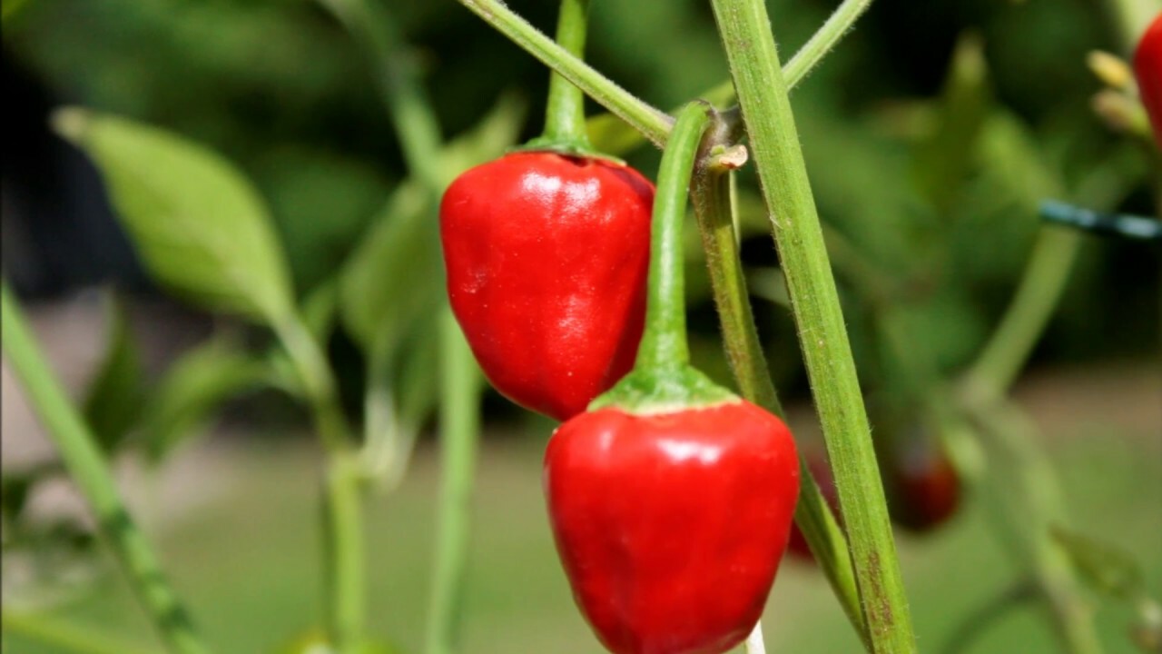 Cherry Bomb Hot Chilli Pepper 50+ seeds 100% organic Non GMO