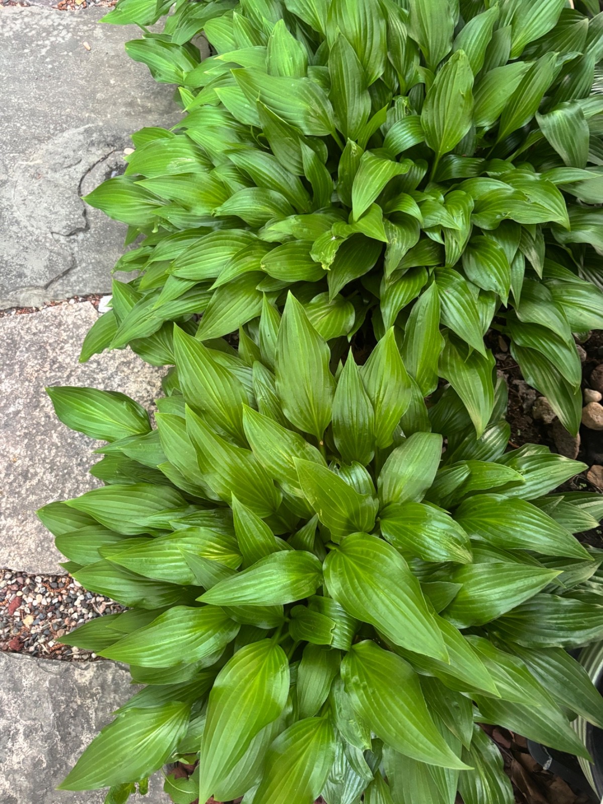 Flash Sale 6 Hosta Eyes Live Plant Green Plantain Lily, Purple Flower Bare Root