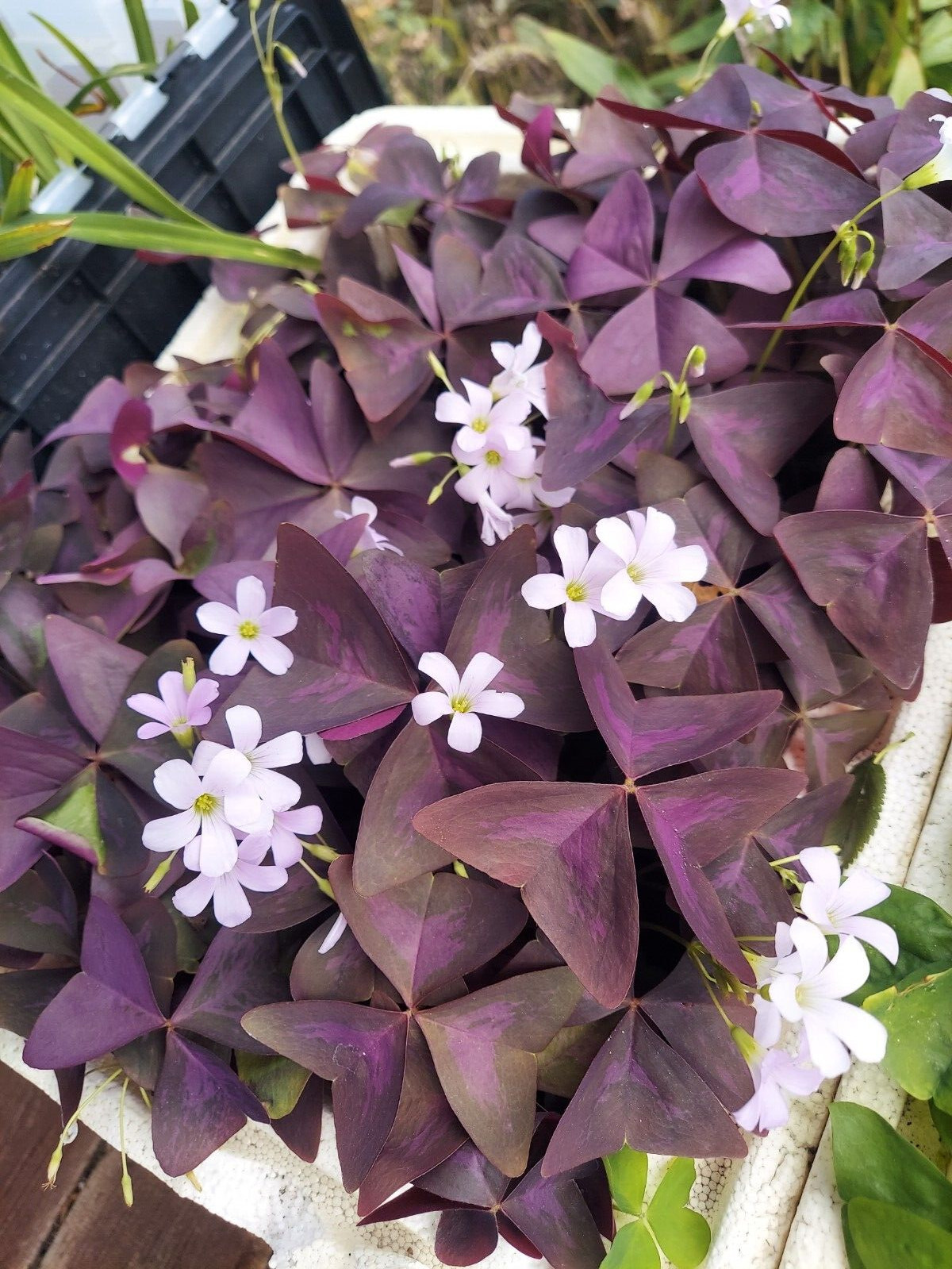 10 ORGANIC Pale Pink Flowers Oxalis Triangularis Purple Shamrock Bulbs Rhizomes