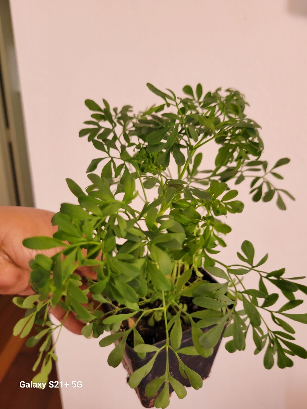 blue Rue Ruda, Ruta clean energy ,Planta de ruda macho para suerte Need Have 2