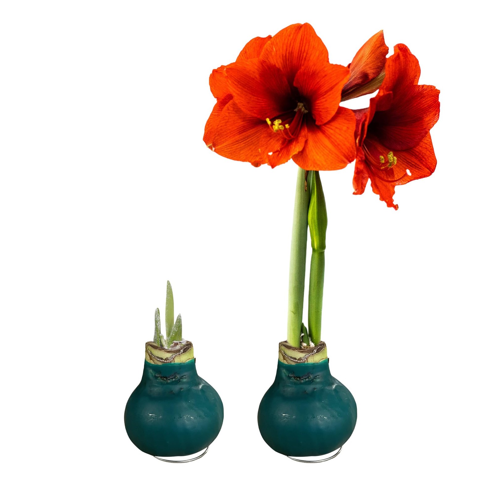 Waxed Amaryllis Bulb 2Pack – Red Blooms Holiday Gift Plant, Low Maintenance