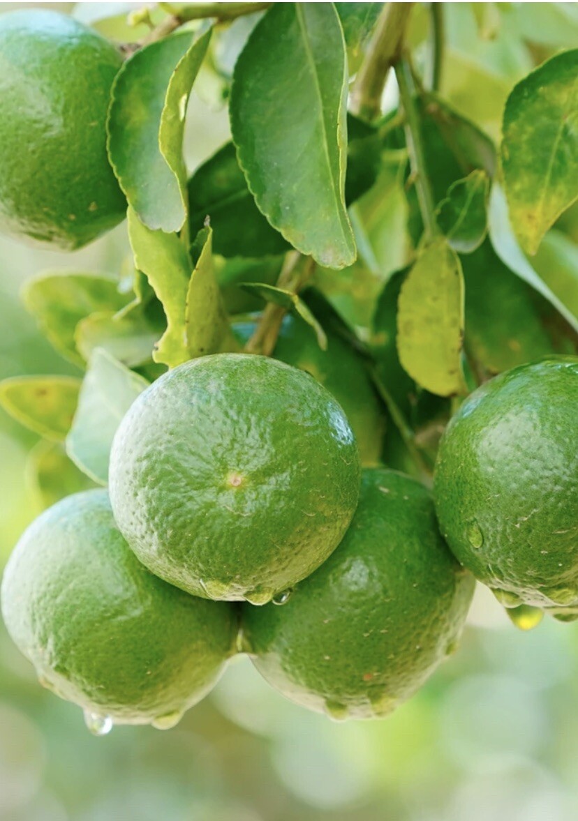 California only!! Persian Lime Tree, 18-36 inches tall, grafted