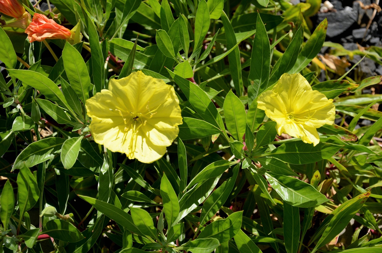 150 DWARF EVENING PRIMROSE Missouri Ozark Sundrops Oenothera Yellow Flower Seeds
