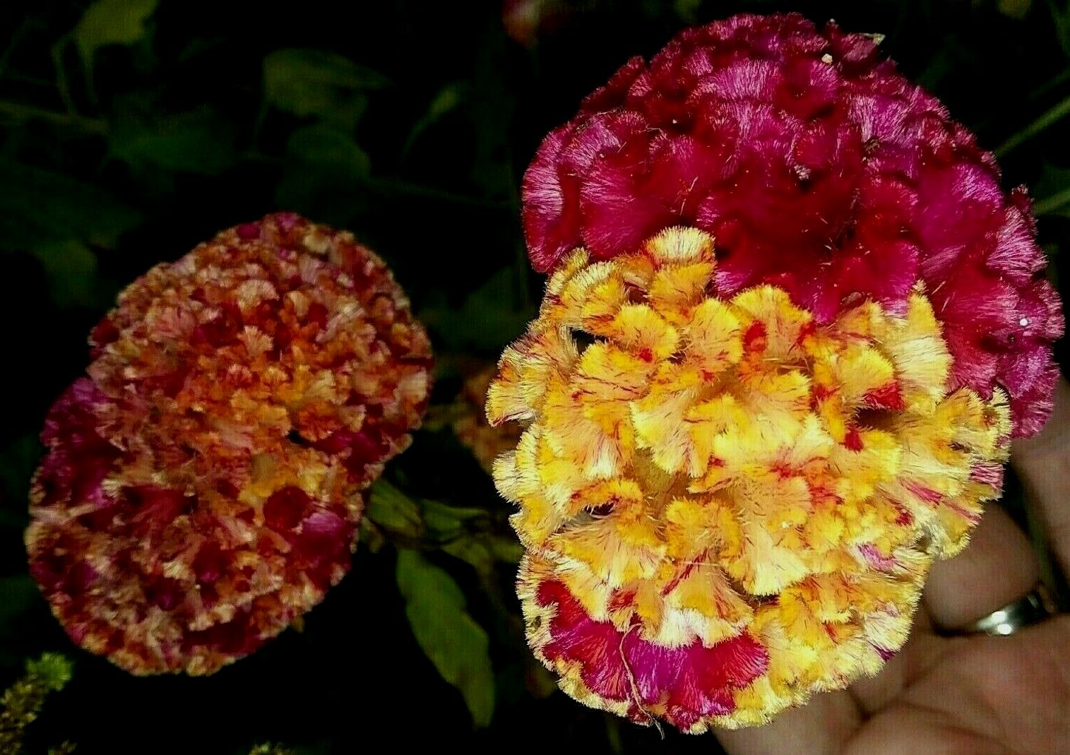 Yellow/Red Marble Brain Celosia 25 SEEDS 4 ft. tall Comb. S/H See Our Store