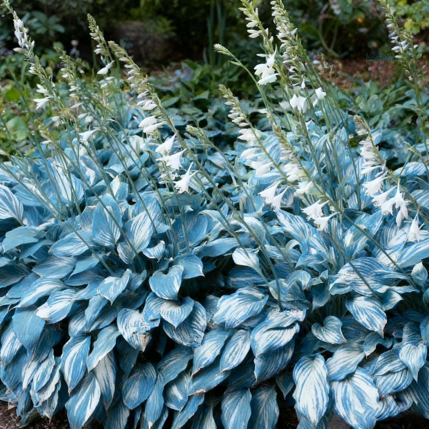 200+ Mixed Perennial Hosta Seeds for Shade Garden & Pollinator Attraction