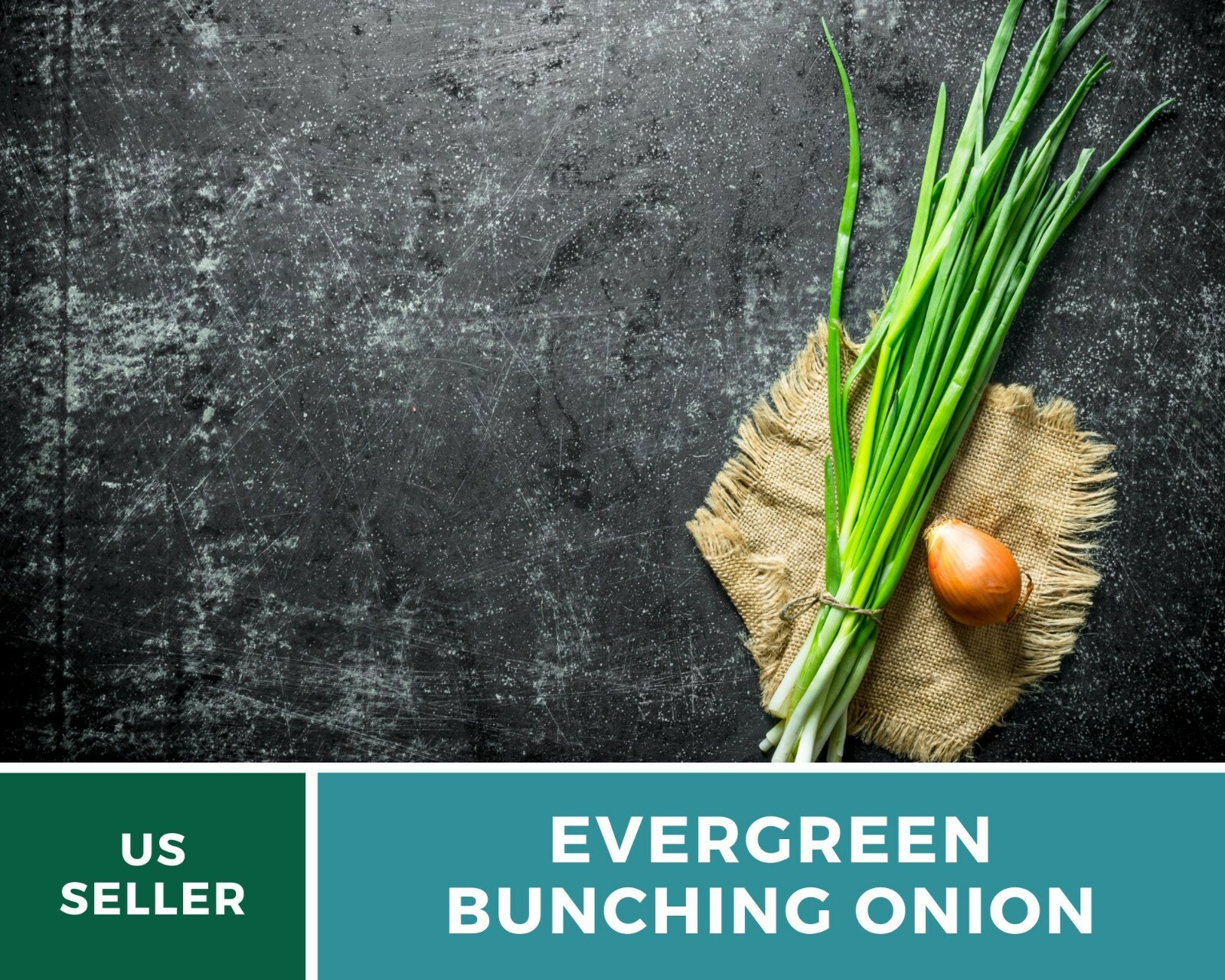 Onion, Evergreen Bunching Scallions – Heirloom Seeds – Heirloom – Non GMO