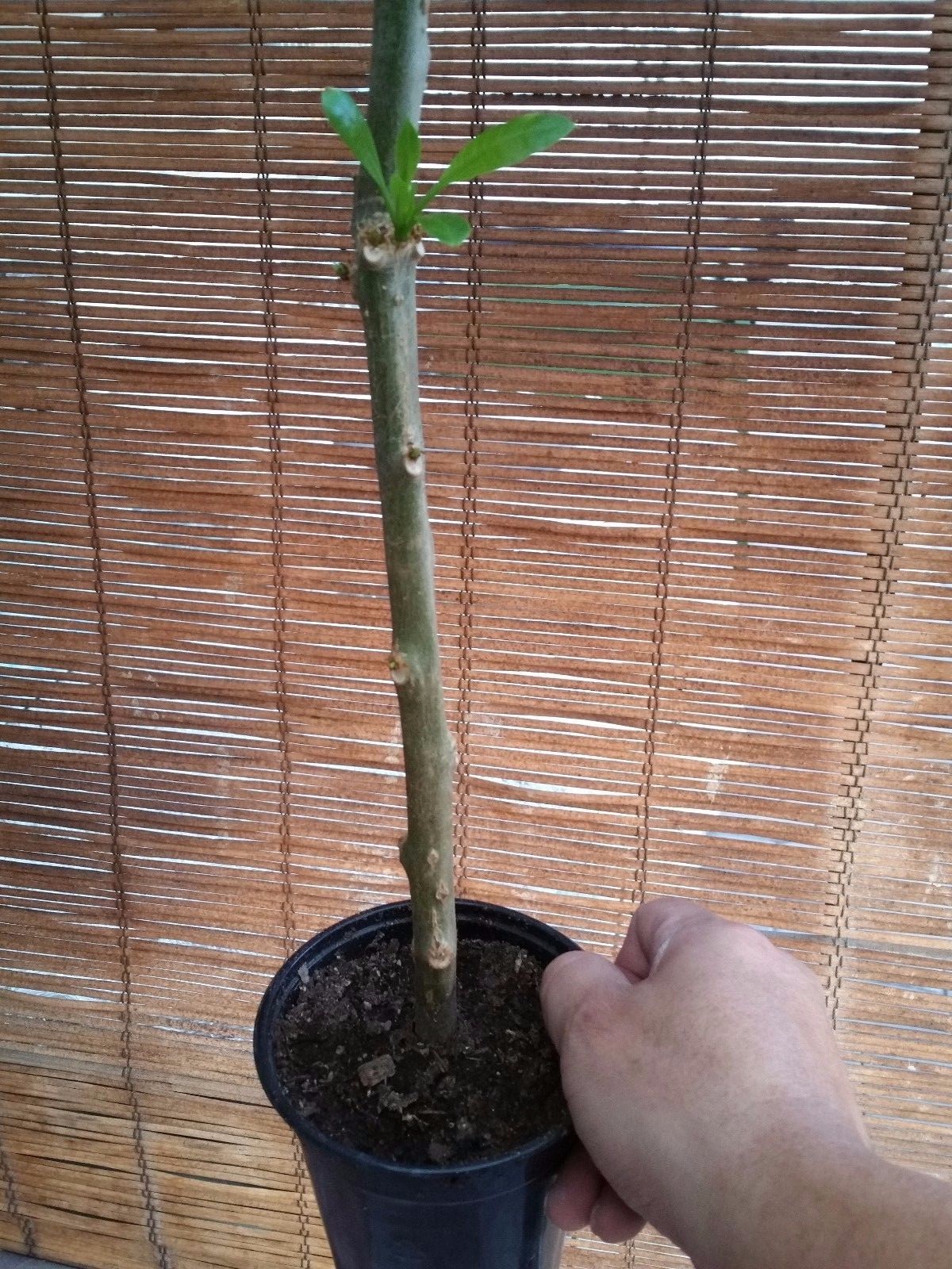 Cup of Gold Vine (Solandra maxima) Live Plant