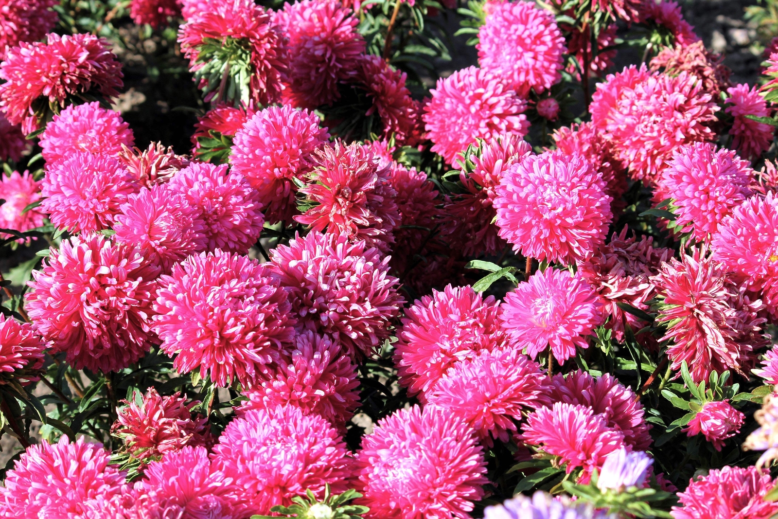 30 DUCHESS PINK PAEONY ASTER French Peony Callistephus Flower Seeds *Comb S/H