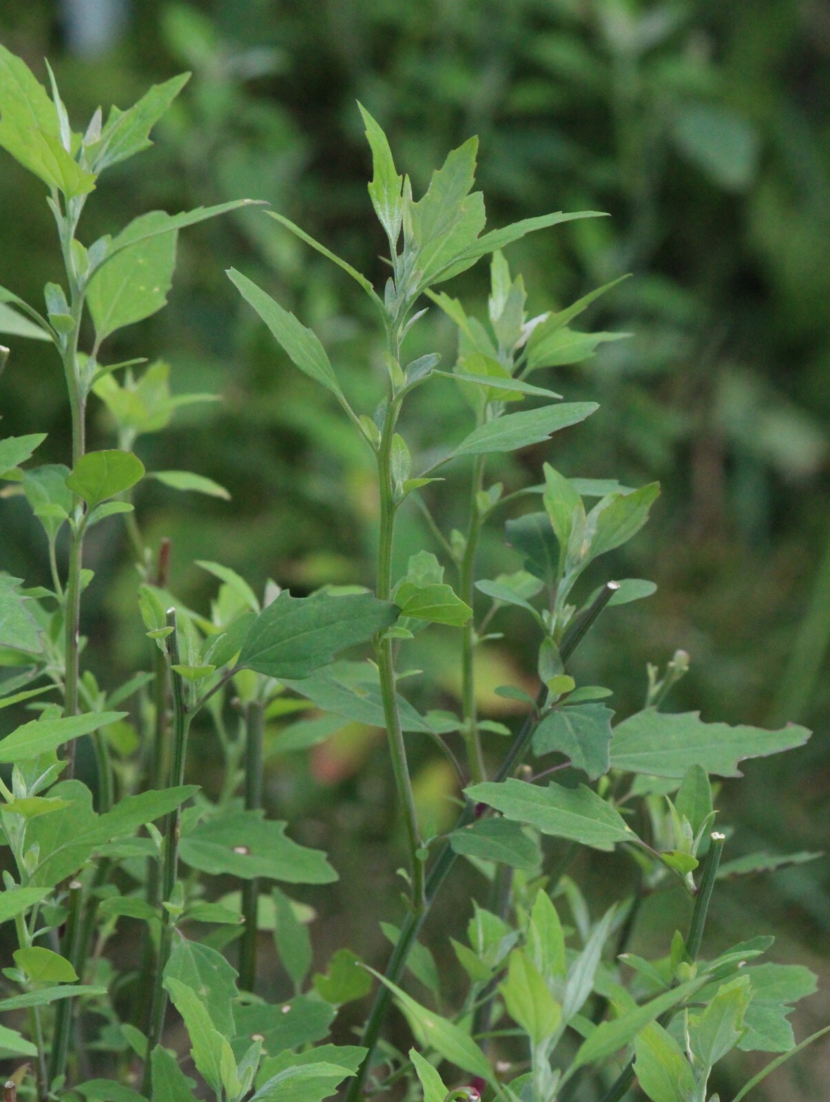 Lambs Quarters – TWO VARIETIES 400+ SEEDS – 2023 Harvest – Chenopodium Album