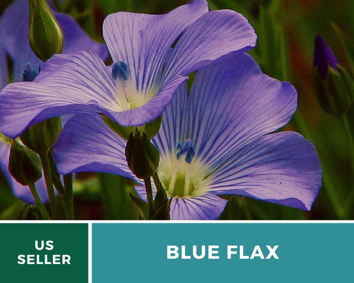 Flax, Blue – “Prairie Flax” – 100 Seeds – Stunning Flowers – Sow Spring or Fall