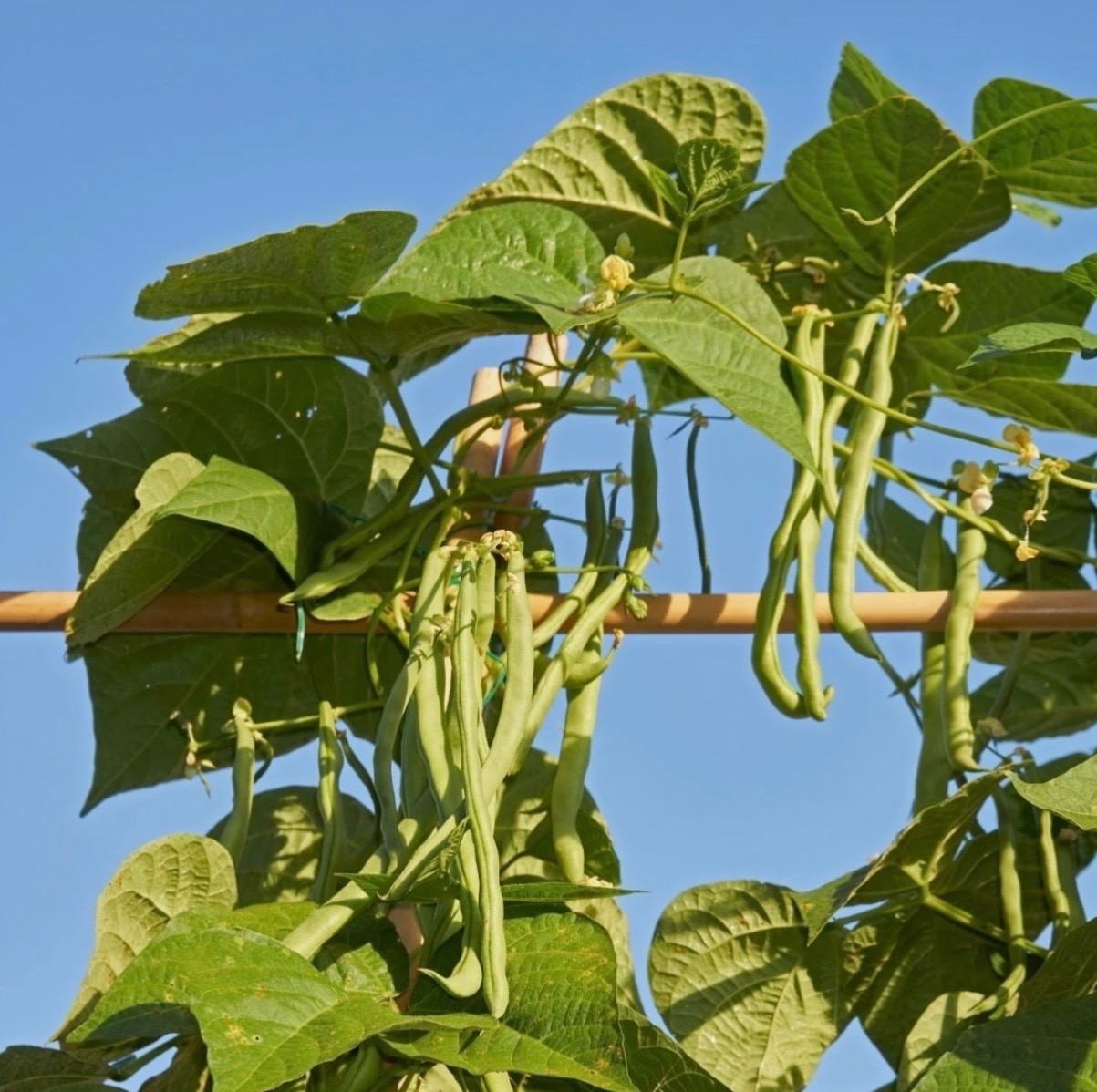 Blue Lake Stringless Pole Bean – Fresh Seeds – Non-GMO Heirloom 🇺🇸 USA Seller