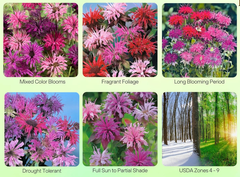 Bee Balm Monarda Didya MIXED COLORS Perennial Hummingbirds Non-GMO 90 Seeds