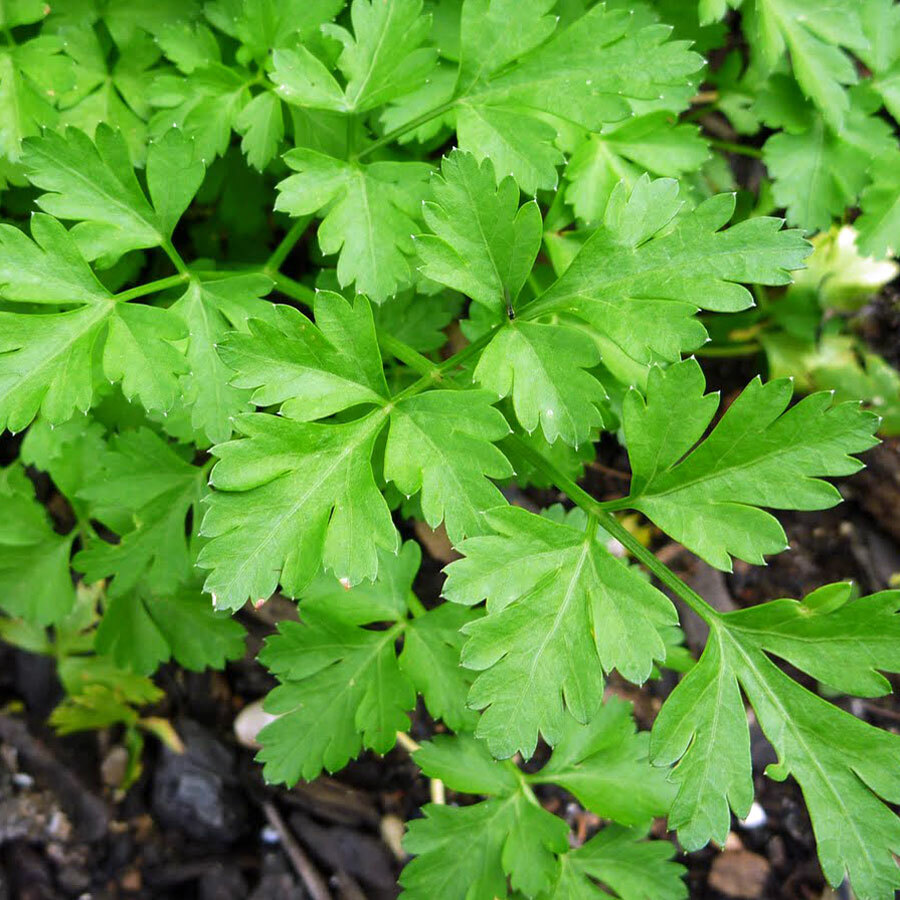 Giant Italian Parsley Seeds | Non-GMO | Herb Seeds | Free Shipping | 1133
