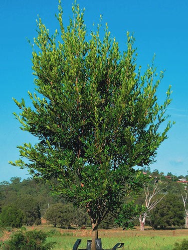 Syzygium smithii | Narrow-Leaved Lilly Pilly | Monkey Apple | 5 Seeds
