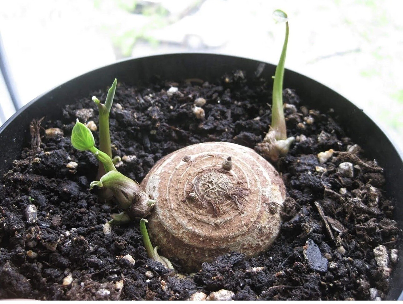 3 LIVE Colocasia Esculenta Elephant Ear Taro Gabi Kalo Eddo Bulbs READY to GROW