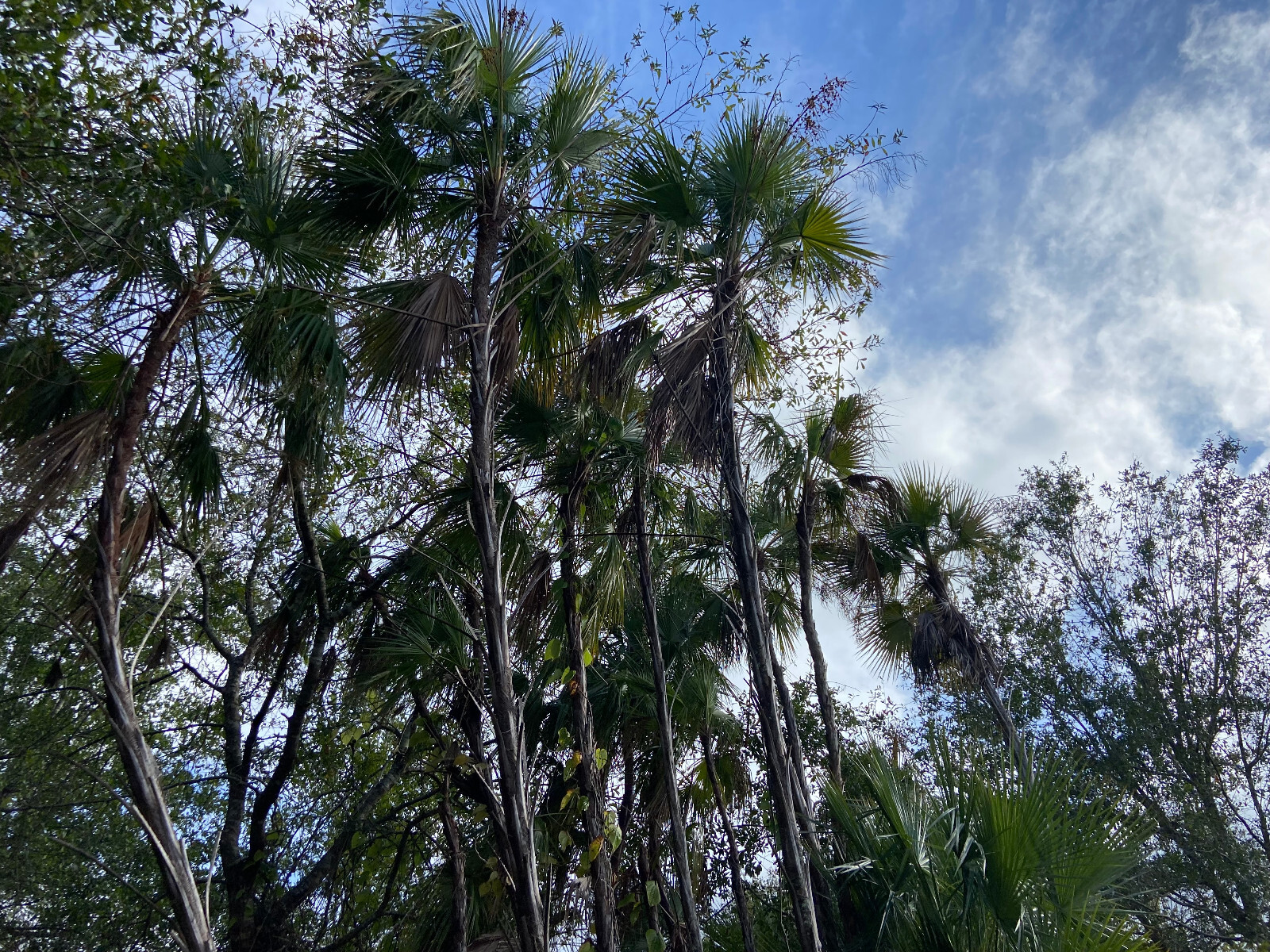 Acoelorraphe wrightii Seeds – Everglades Palm Seeds