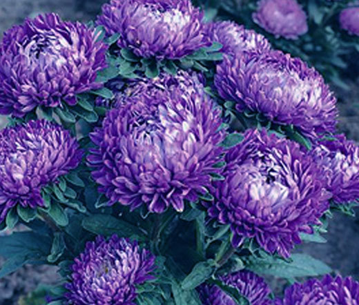 ASTER MILADY BLUE DWARF Callistephus Chinensis – 200 Bulk Seeds
