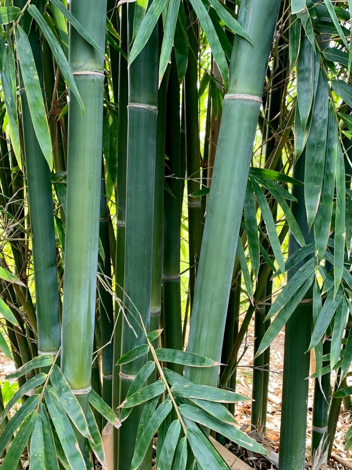 100 Emerald Bamboo Seeds Perennial Ornamental Seed Privacy Shots US SELLER