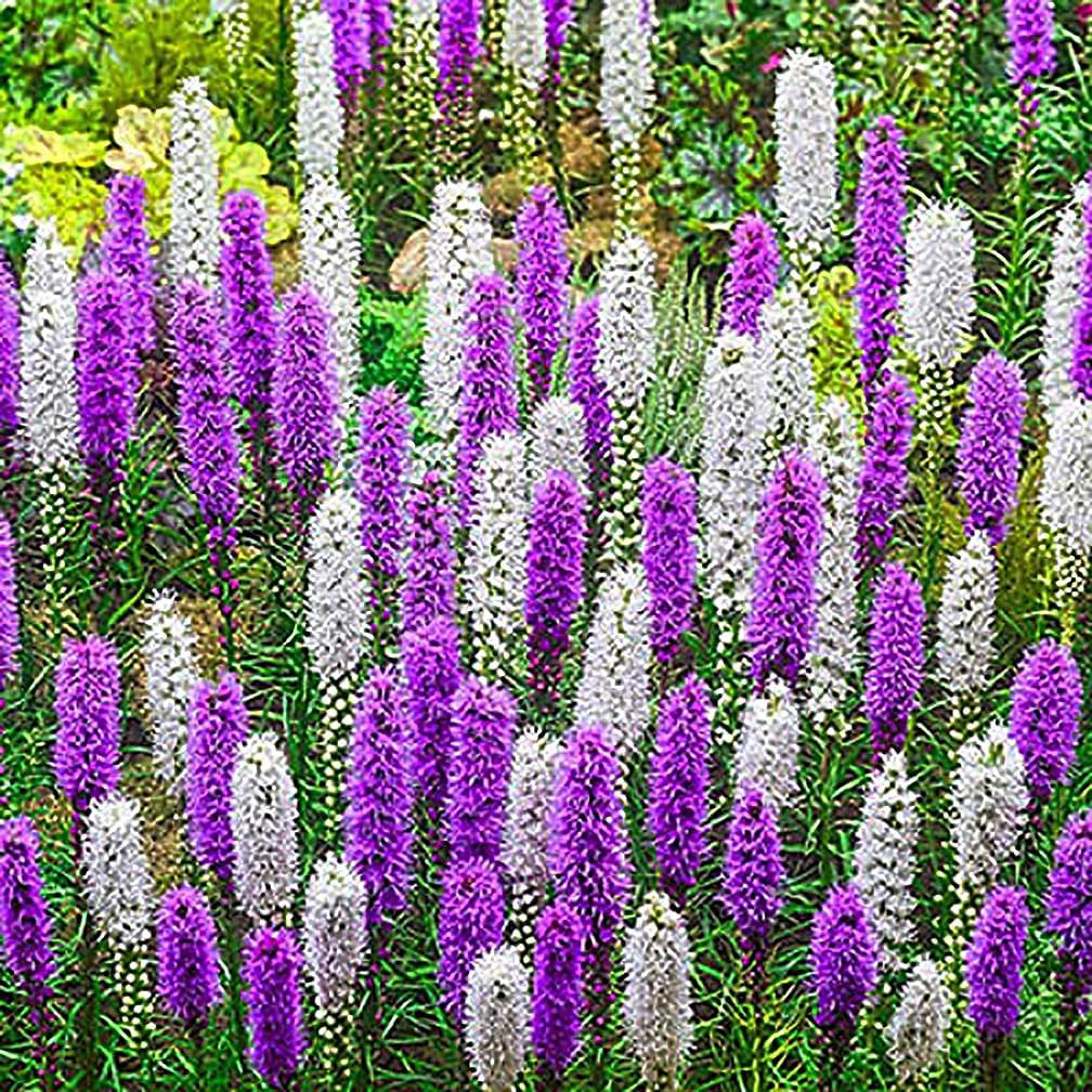 White Liatris Spicata – 5 Bulbs, Blazing Star Plant, Elegant Perennial Liatris,