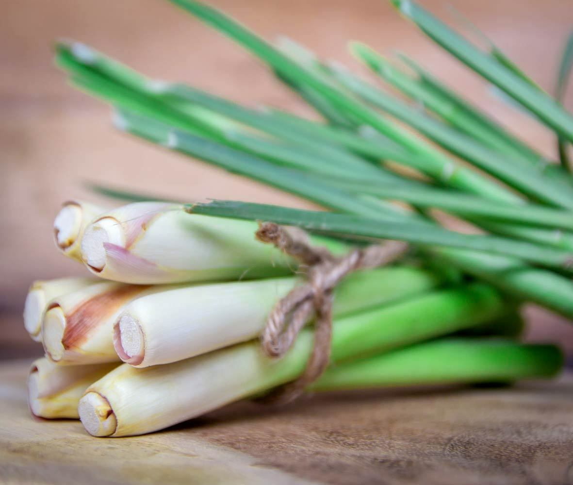 ESSENTIAL KITCHEN SURVIVAL! 5 CULINARY herb varieties great taste NON-GMO SEEDS