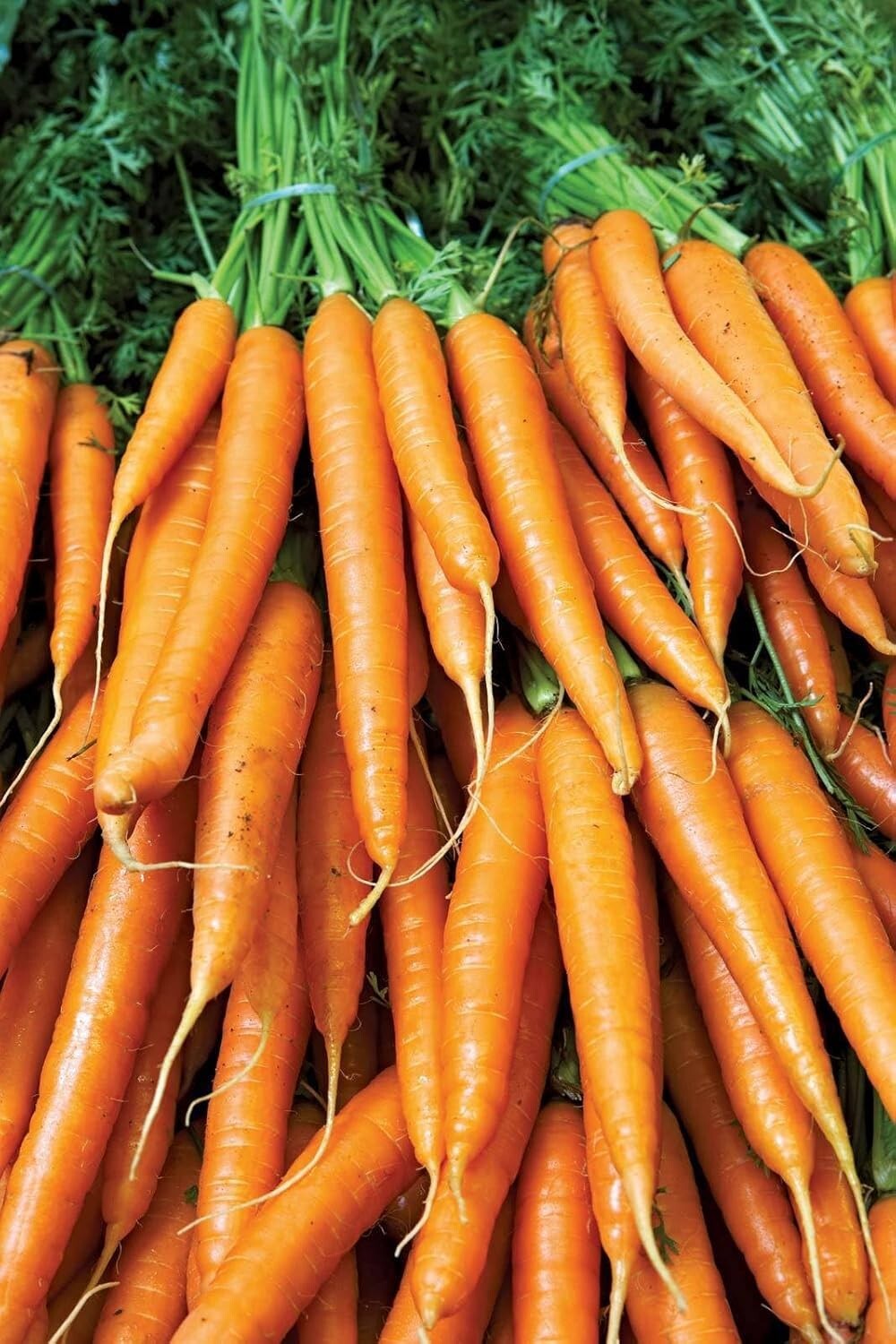 Carrot Seeds – Brilliance – Heirloom, Premium Non-GMO, FREE SHIPPING