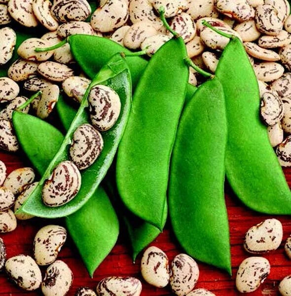 25+ seeds,Jackson Wonder Lima Bean, Open pollinated, Heirloom, Non-GMO