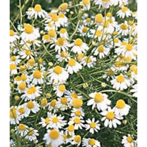 Chamomile German Great Garden Herb By Seed Kingdom 1/4 LB Seeds
