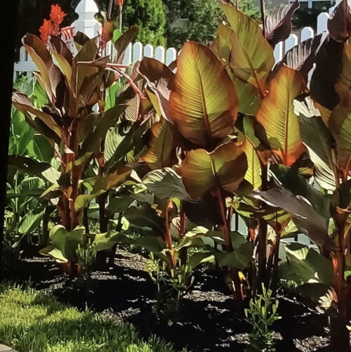Canna Bulbs Pink Flowers Tall Plants Lot Of (3) Bronze Leaf Lily Rhizomes 2023