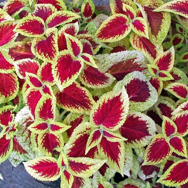 New 100pcs Coleus Plant Seeds Red Yellow Generic