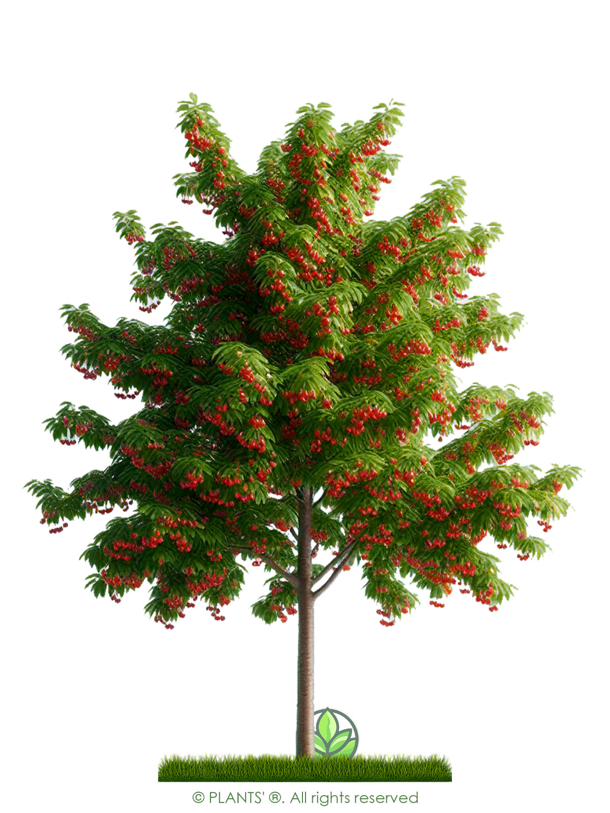 Fire Cherry Tree | Premium Seeds | Prunus pensylvanica ‘Summer’ | Plants’®
