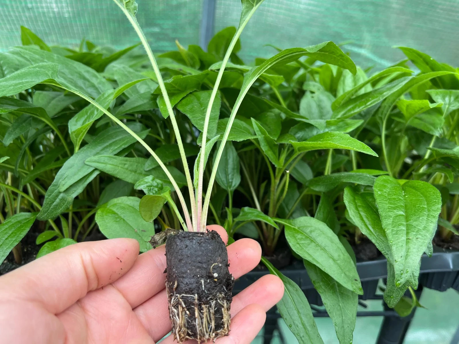 Echinacea Plant Starter: Live Perennial Coneflower for Pollinator Gardens