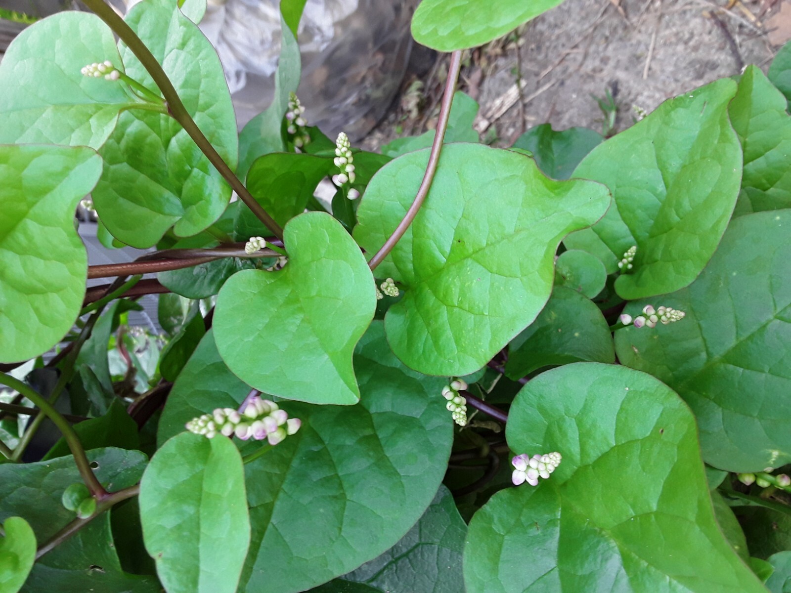 90+ Organic Red Stem Malabar Spinach Alugbati Mong Toi Poi Sang Ceylon seeds