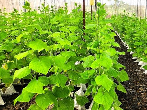 – English Telegraph Improved Burpless Cucumber (English Cucumber) 30+ Count
