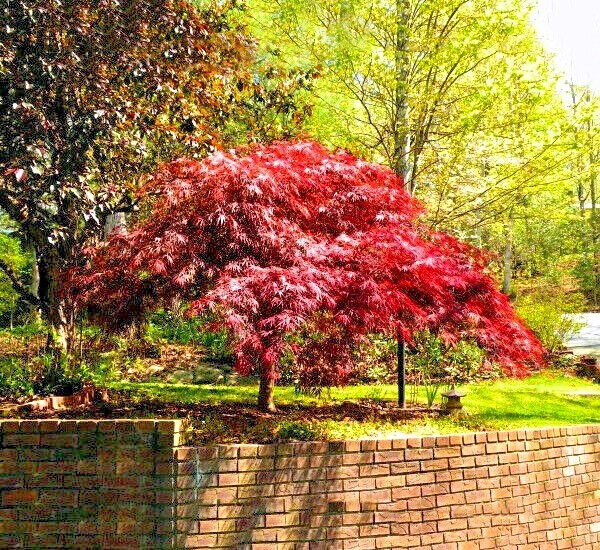 10 DWARF Japanese Red Linear Leaf Maple Tree Seeds Acer Scolopendrifolium Bonsai