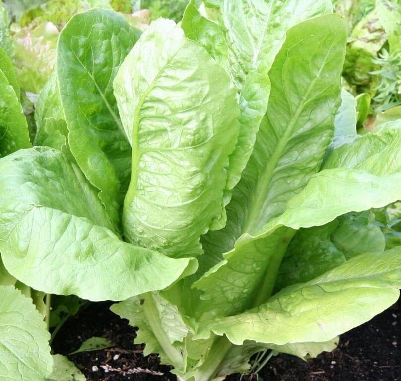 1g– Lettuce Seeds (900) – Premium Harvest of Fresh- Parris Island Romaine – B 64
