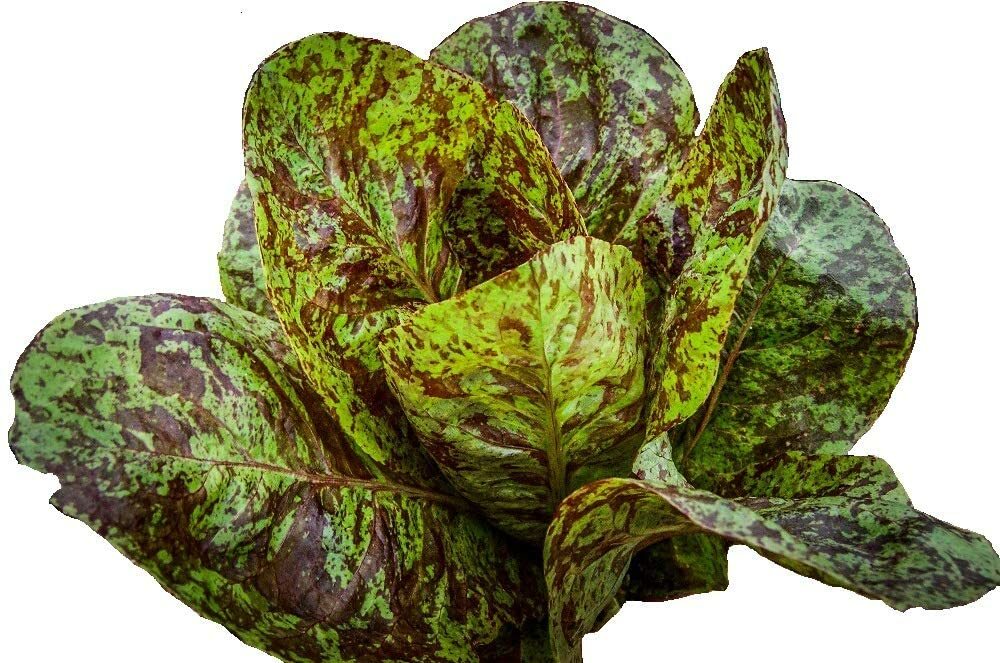 195 SEEDS – lettuce ROMAINE FRECKLES salad greens GroCo USA – BUY 15-SHIPS FREE