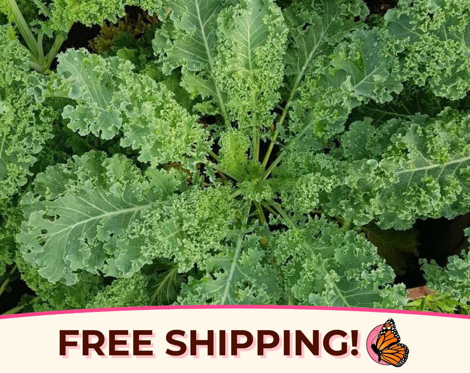 2500+ Kale Seeds ‘Vates Blue Scotch Curled’ | Heirloom, Non-GMO Vegetable Seeds