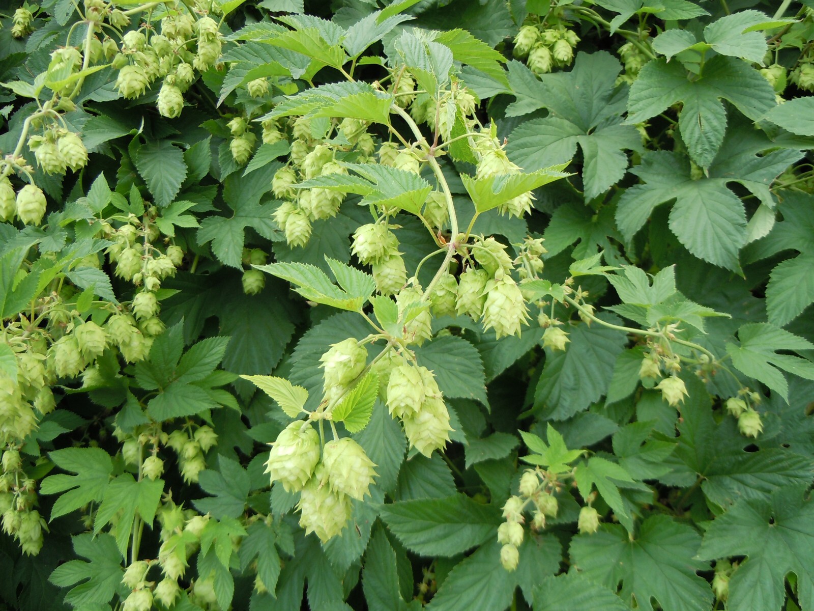 Hops Seeds – Humulus lupulus – Common Hops – Multiple Quantities