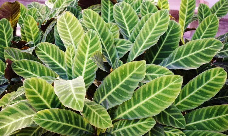 25+ Zebra Calathea Seeds for Garden Planting – USA – FREE SHIPPING!