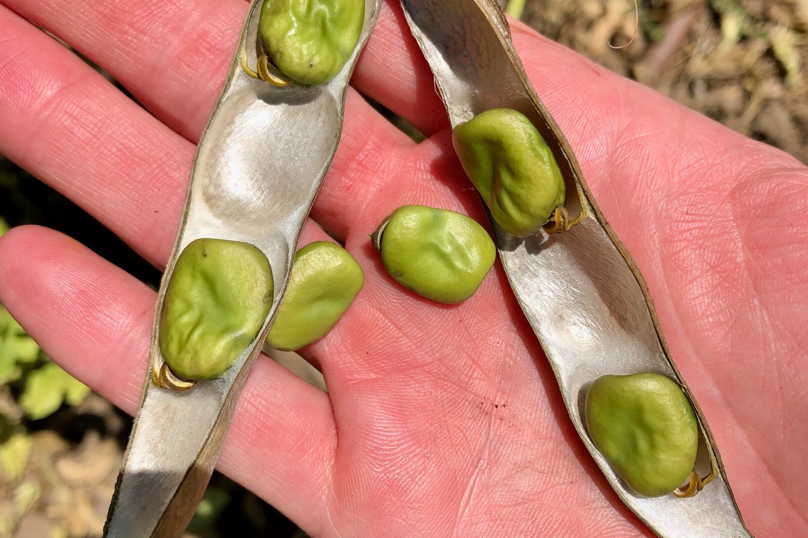 Crimson Flowered Fava Beans: Scarlet Red, Dark Green Bean, Heirloom Non-GMO Bulk