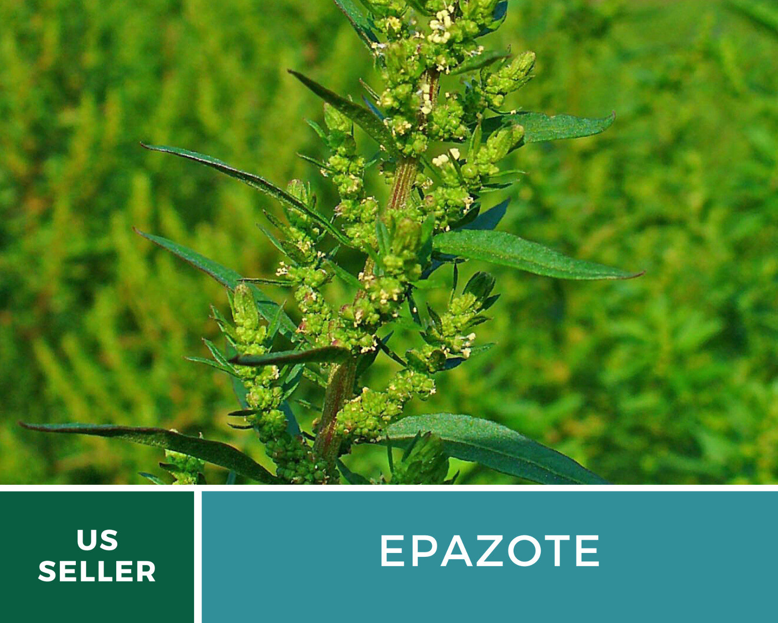 Epazote – Mexican Tea – Culinary & Medicinal Herb – GMO Free