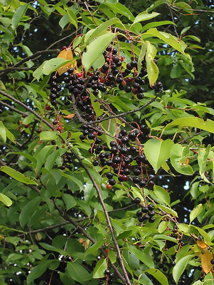 Black Cherry, Prunus serotina, Tree Seeds (Edible, Hardy, Fast, Fall Color)