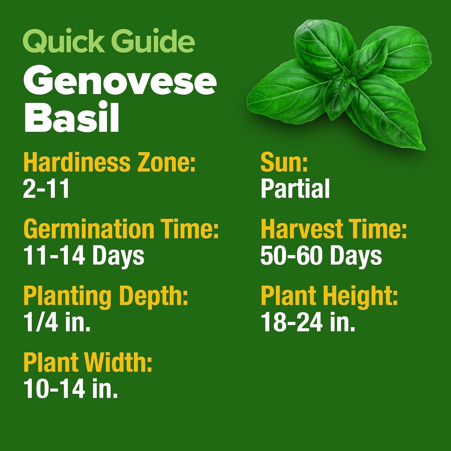 HOME GROWN Genovese Basil Seeds 2 Pack – 3500 Non GMO Heirloom Basil Seeds for P