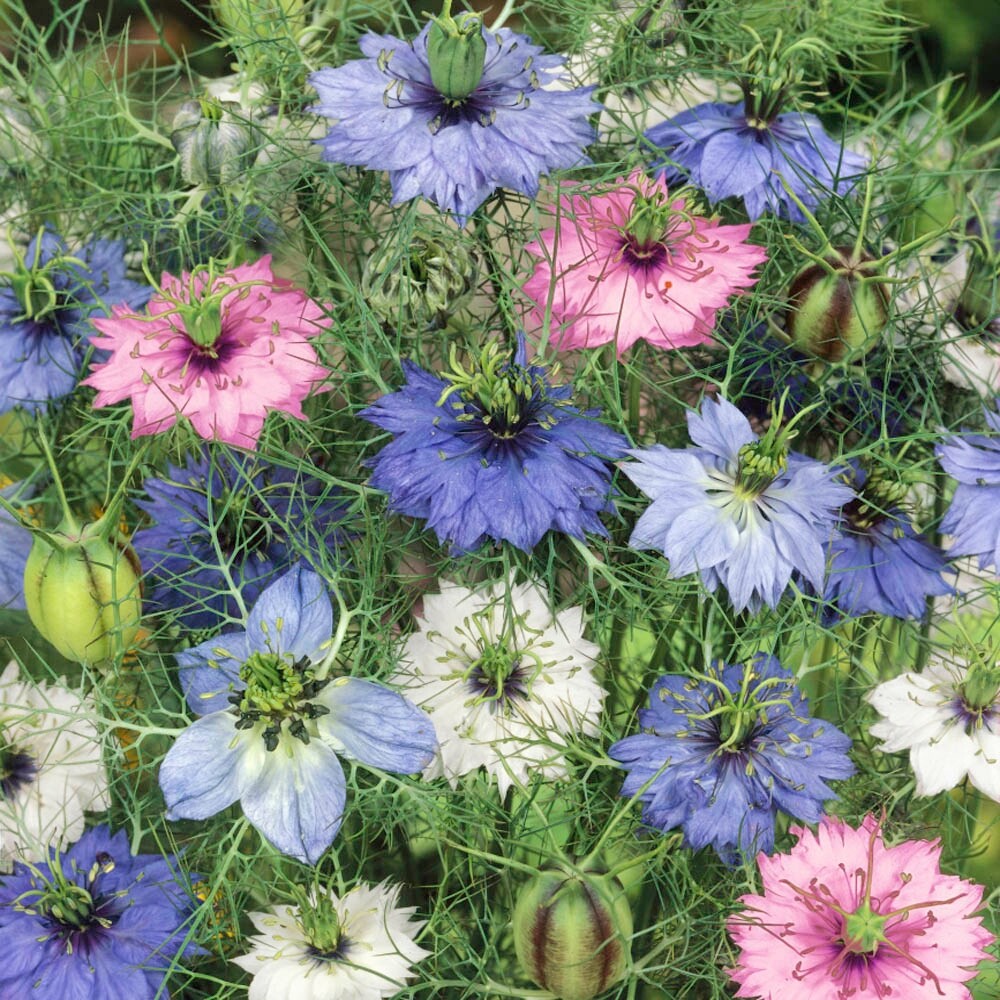 Nigella Love in a mist mix double flowers